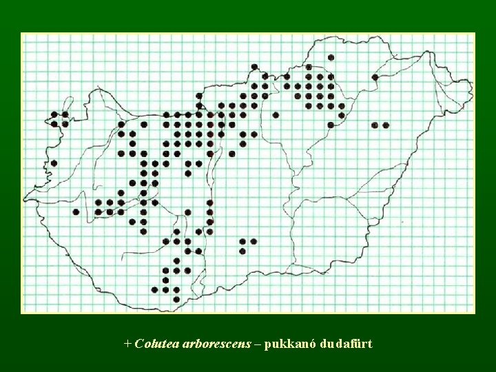 + Colutea arborescens – pukkanó dudafürt 