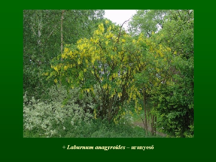 + Laburnum anagyroides – aranyeső 