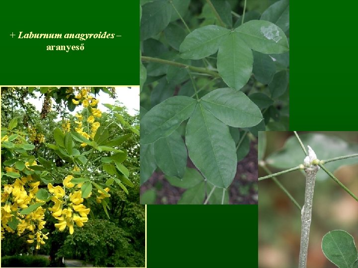 + Laburnum anagyroides – aranyeső 