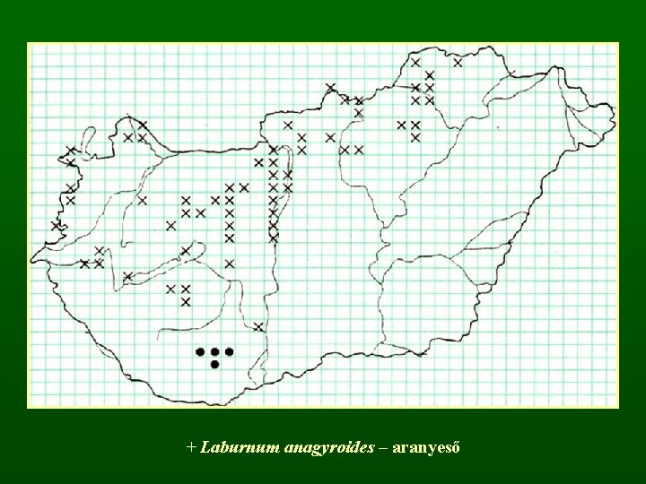 + Laburnum anagyroides – aranyeső 