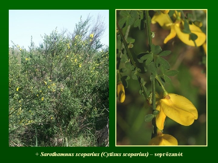 + Sarothamnus scoparius (Cytisus scoparius) – seprőzanót 