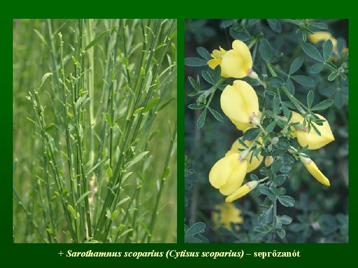 + Sarothamnus scoparius (Cytisus scoparius) – seprőzanót 