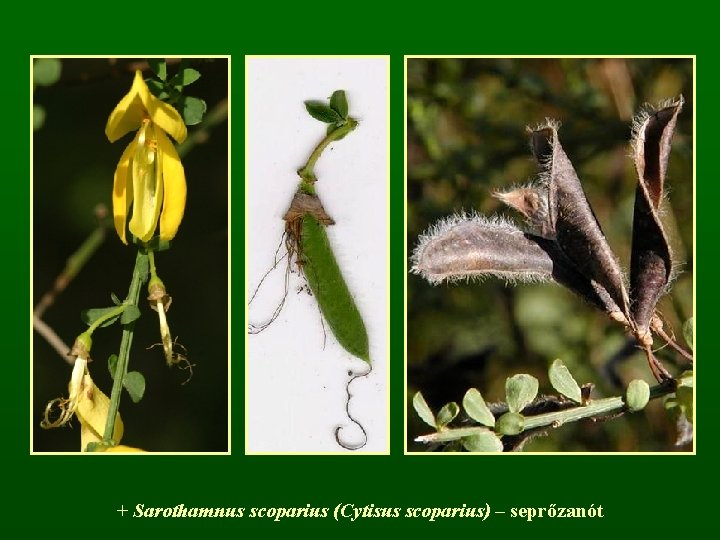 + Sarothamnus scoparius (Cytisus scoparius) – seprőzanót 