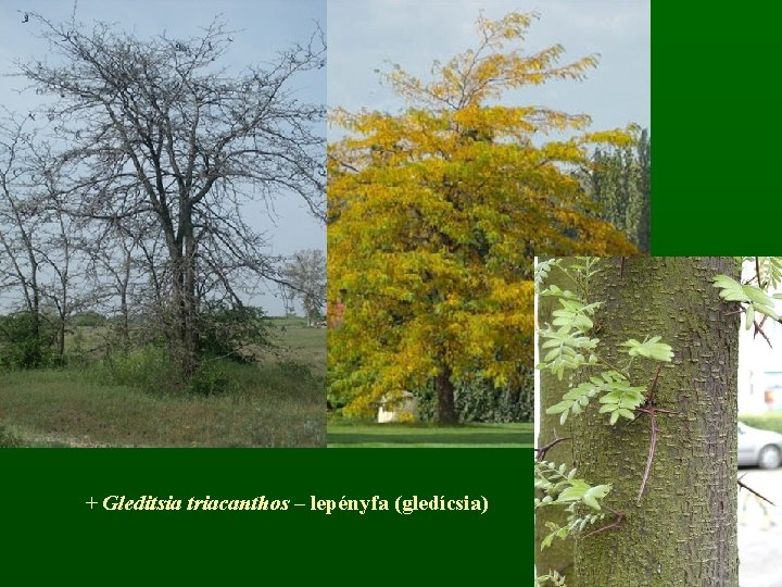 + Gleditsia triacanthos – lepényfa (gledícsia) 