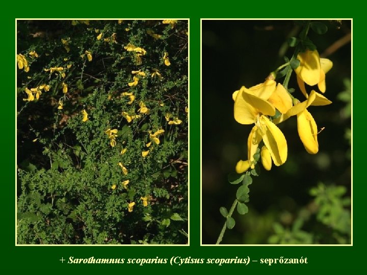 + Sarothamnus scoparius (Cytisus scoparius) – seprőzanót 