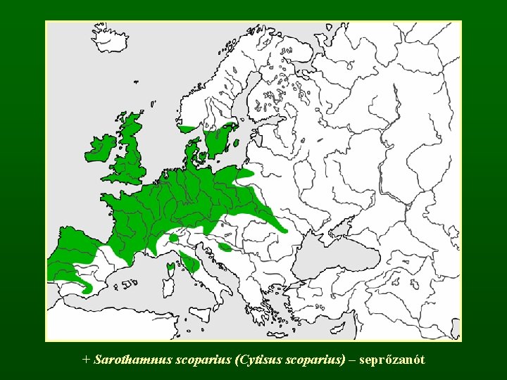 + Sarothamnus scoparius (Cytisus scoparius) – seprőzanót 