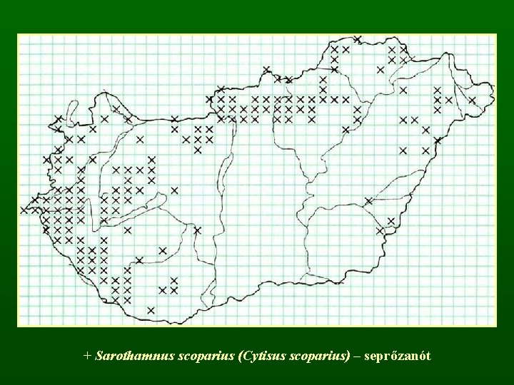 + Sarothamnus scoparius (Cytisus scoparius) – seprőzanót 