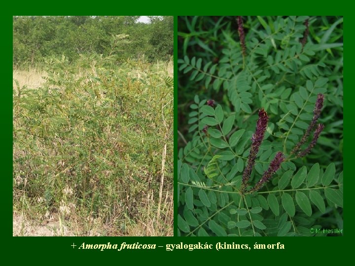 + Amorpha fruticosa – gyalogakác (kinincs, ámorfa 