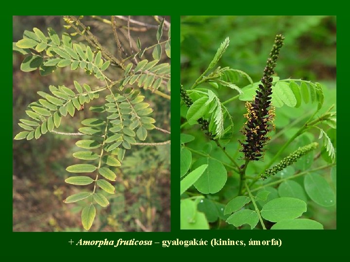 + Amorpha fruticosa – gyalogakác (kinincs, ámorfa) 