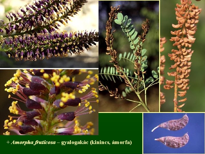 + Amorpha fruticosa – gyalogakác (kinincs, ámorfa) 