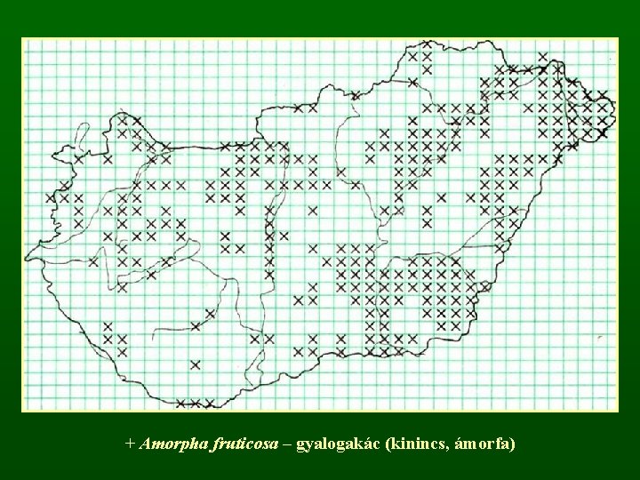 + Amorpha fruticosa – gyalogakác (kinincs, ámorfa) 