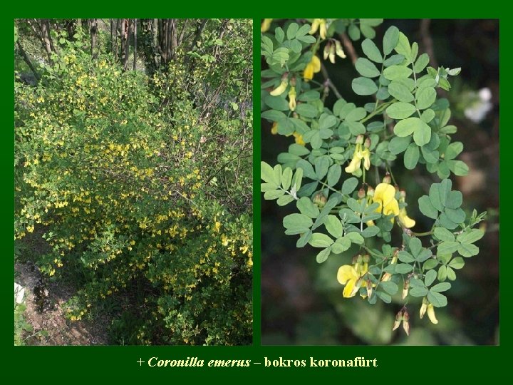 + Coronilla emerus – bokros koronafürt 