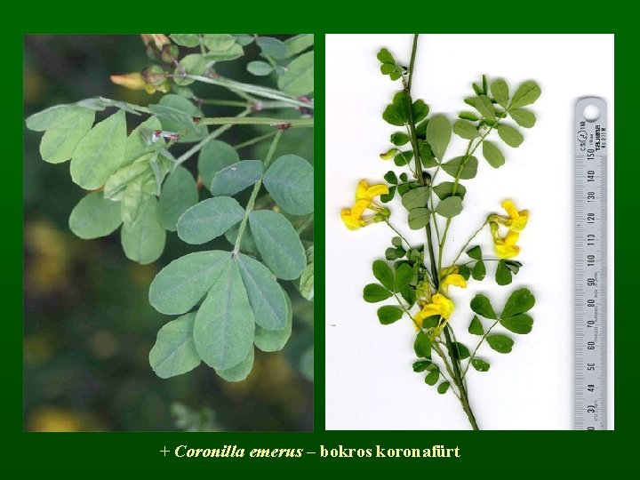 + Coronilla emerus – bokros koronafürt 