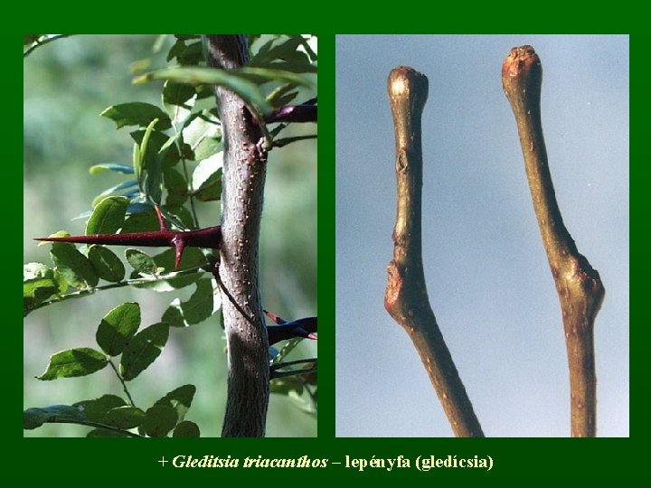 + Gleditsia triacanthos – lepényfa (gledícsia) 