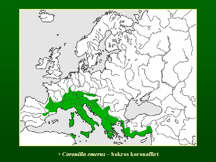 + Coronilla emerus – bokros koronafürt 