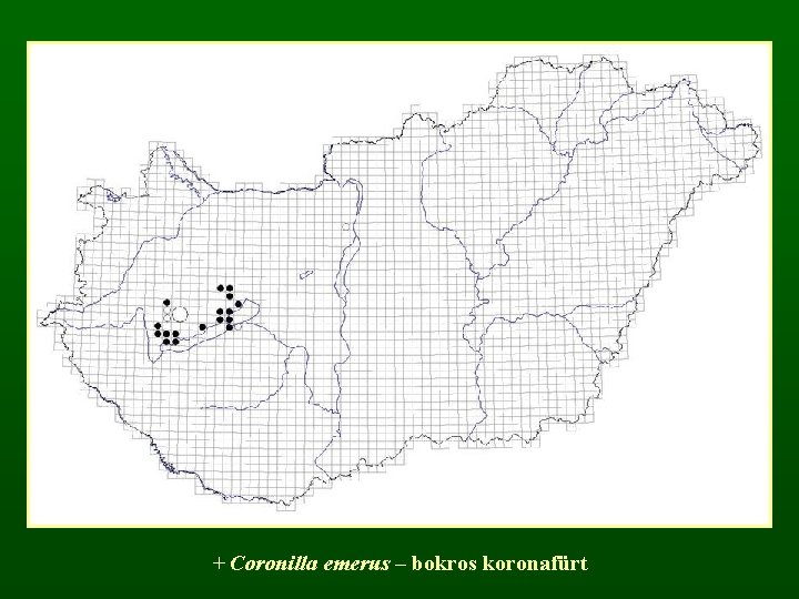 + Coronilla emerus – bokros koronafürt 