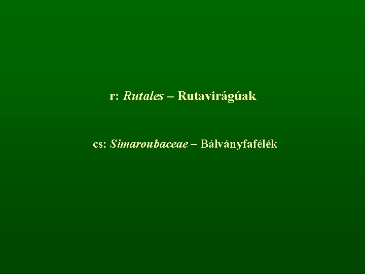 r: Rutales – Rutavirágúak cs: Simaroubaceae – Bálványfafélék 