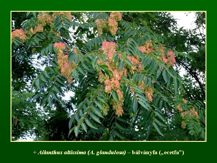 + Ailanthus altissima (A. glandulosa) – bálványfa („ecetfa”) 