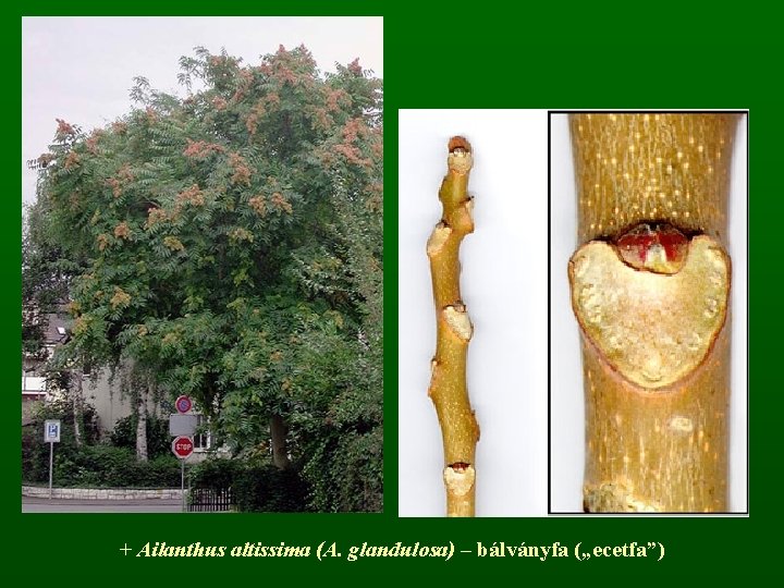 + Ailanthus altissima (A. glandulosa) – bálványfa („ecetfa”) 