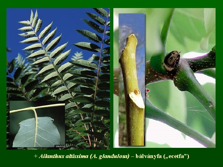 + Ailanthus altissima (A. glandulosa) – bálványfa („ecetfa”) 