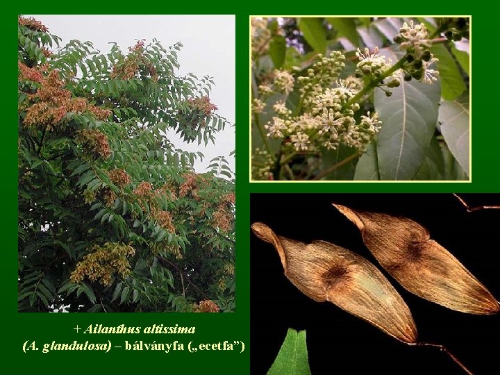 + Ailanthus altissima (A. glandulosa) – bálványfa („ecetfa”) 
