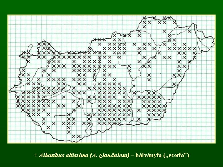 + Ailanthus altissima (A. glandulosa) – bálványfa („ecetfa”) 