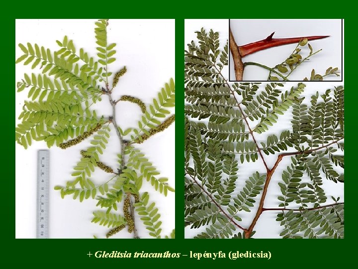 + Gleditsia triacanthos – lepényfa (gledícsia) 