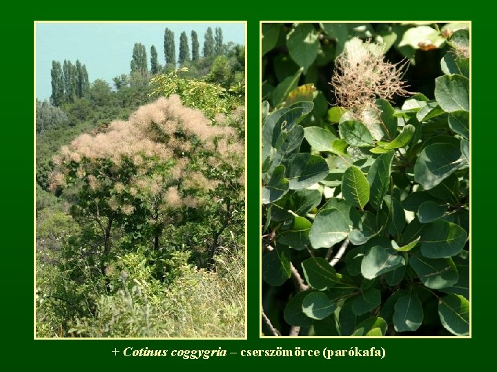 + Cotinus coggygria – cserszömörce (parókafa) 