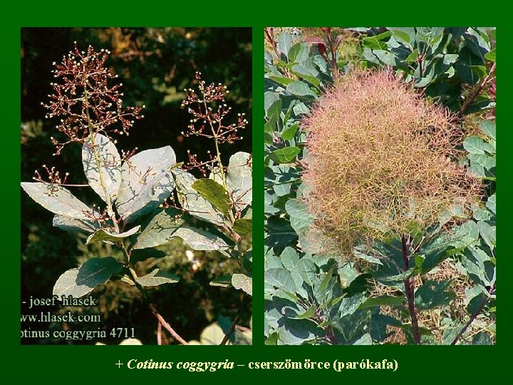 + Cotinus coggygria – cserszömörce (parókafa) 