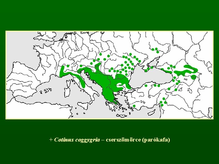 + Cotinus coggygria – cserszömörce (parókafa) 