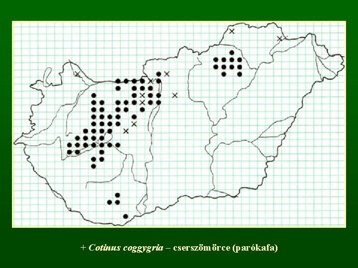 + Cotinus coggygria – cserszömörce (parókafa) 