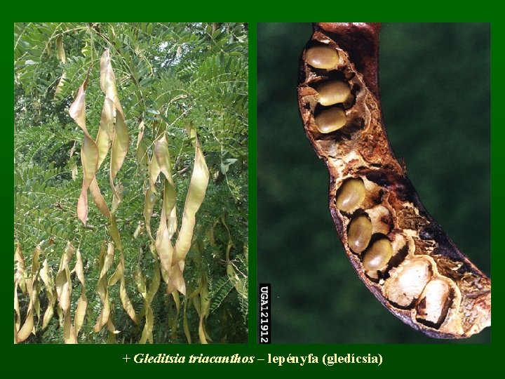 + Gleditsia triacanthos – lepényfa (gledícsia) 