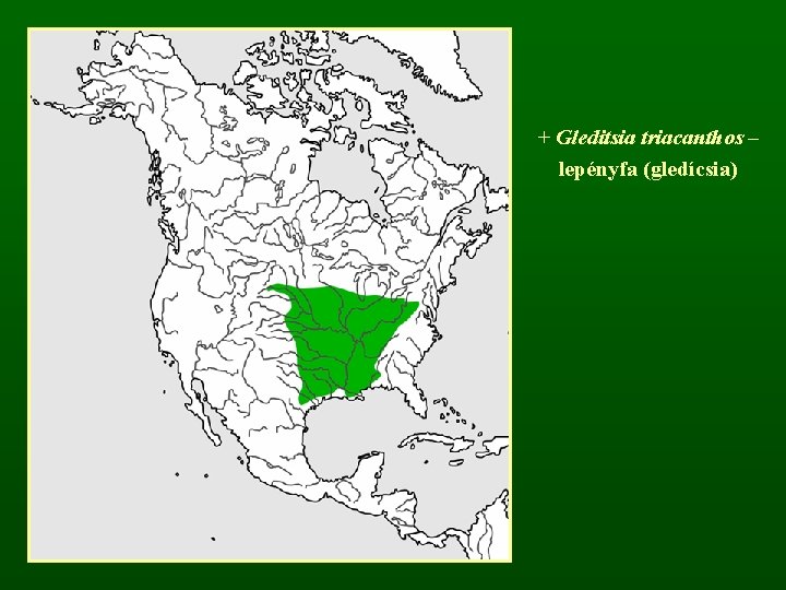 + Gleditsia triacanthos – lepényfa (gledícsia) 