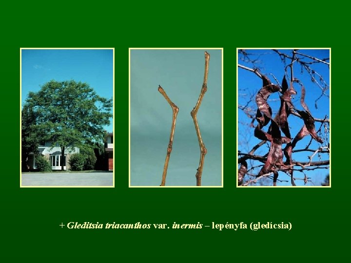 + Gleditsia triacanthos var. inermis – lepényfa (gledícsia) 