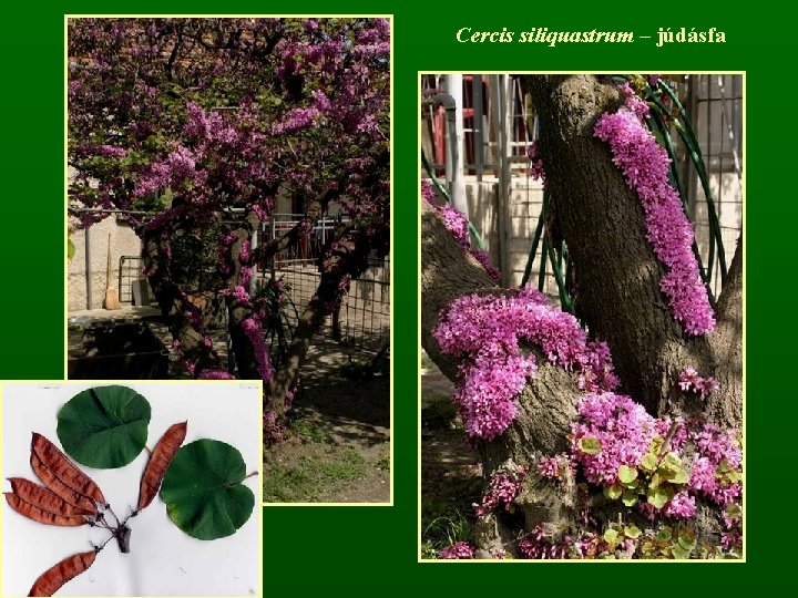 Cercis siliquastrum – júdásfa 