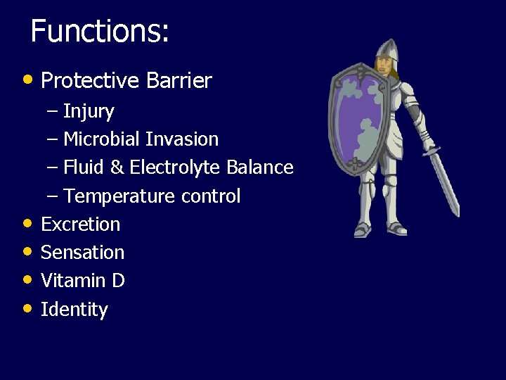 Functions: • Protective Barrier • • – Injury – Microbial Invasion – Fluid &
