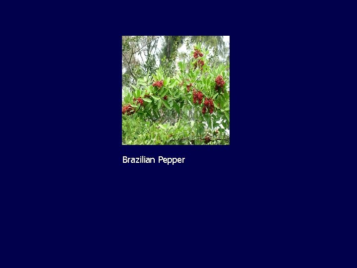 Brazilian Pepper 
