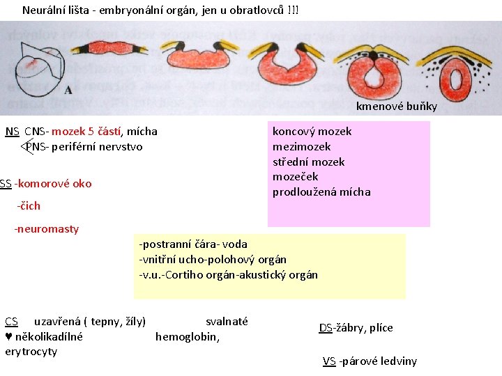 Neurální lišta - embryonální orgán, jen u obratlovců !!! kmenové buňky NS CNS- mozek