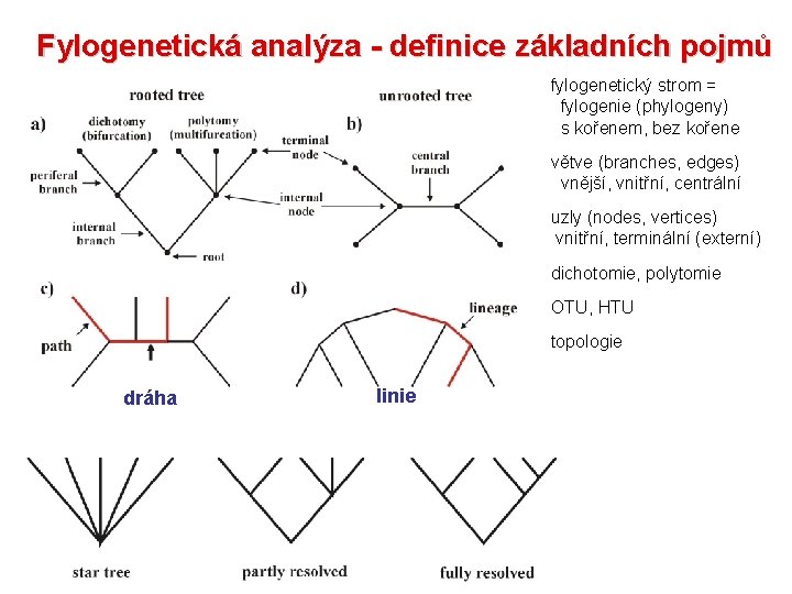 Fylogenetická analýza - definice základních pojmů fylogenetický strom = fylogenie (phylogeny) s kořenem, bez