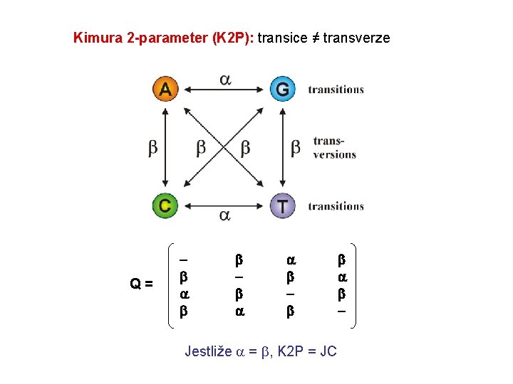 Kimura 2 -parameter (K 2 P): transice ≠ transverze Q= Jestliže = , K
