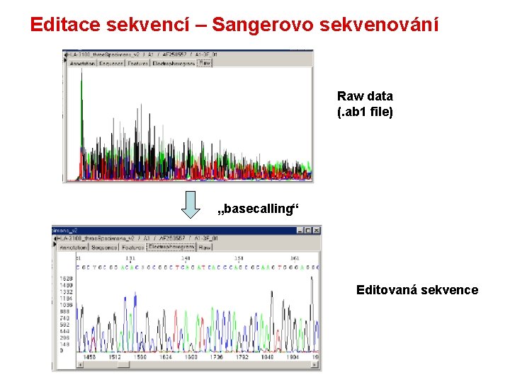 Editace sekvencí – Sangerovo sekvenování Raw data (. ab 1 file) „basecalling“ Editovaná sekvence