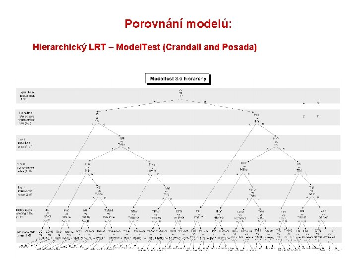 Porovnání modelů: Hierarchický LRT – Model. Test (Crandall and Posada) 