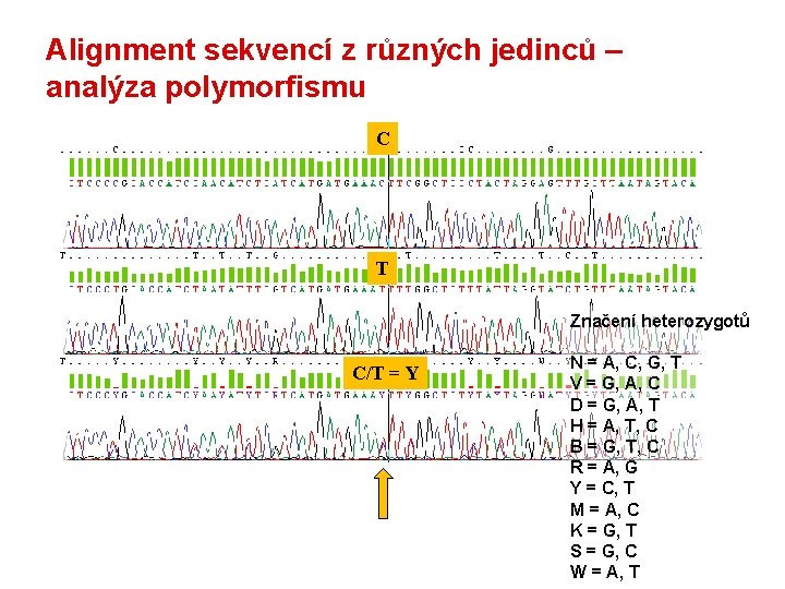Alignment sekvencí z různých jedinců – analýza polymorfismu C T Značení heterozygotů C/T =