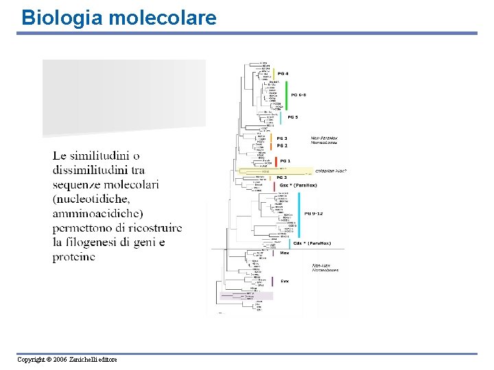 Biologia molecolare Copyright © 2006 Zanichelli editore 