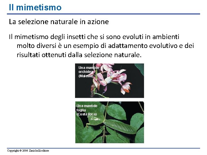 Il mimetismo La selezione naturale in azione Il mimetismo degli insetti che si sono