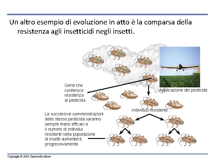 Un altro esempio di evoluzione in atto è la comparsa della resistenza agli insetticidi