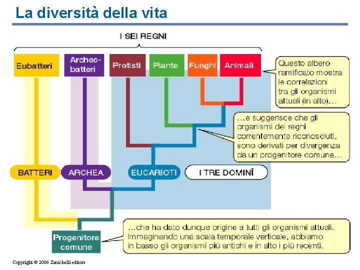 La diversità della vita Copyright © 2006 Zanichelli editore 