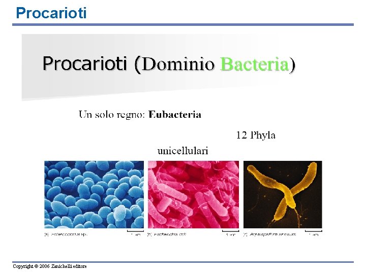 Procarioti Copyright © 2006 Zanichelli editore 