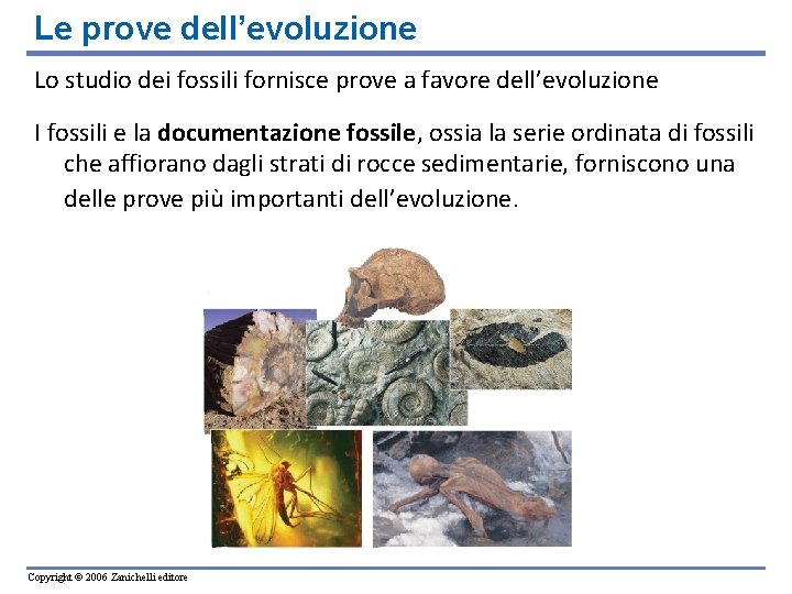 Le prove dell’evoluzione Lo studio dei fossili fornisce prove a favore dell’evoluzione I fossili