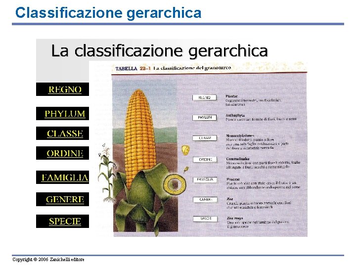 Classificazione gerarchica Copyright © 2006 Zanichelli editore 